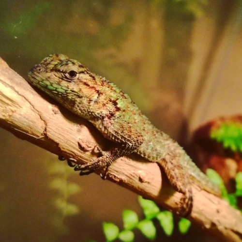 Happy birthday to me! New member of the family. Name suggestions anyone? #sceloporus #sceloporusmala