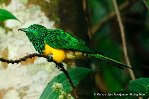 African emerald cuckoo (Chrysococcyx cupreus) at the Bwindi Impenetrable Forest in UgandaMarkus Lilj