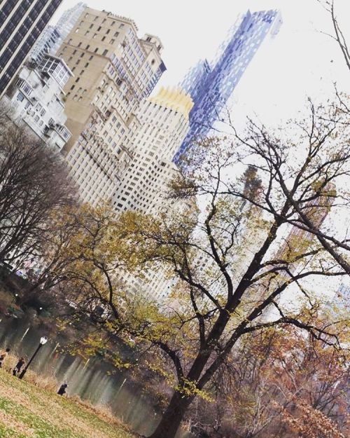 Oh New York New York ! #newyorkcity #ny #losangelesnative #nature #queencurly #winterinnewyork