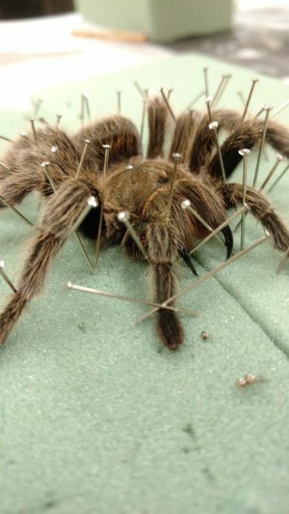 Learned a new skill at the museum recently- pinning large arachnids!We lost my favorite tarantula, W