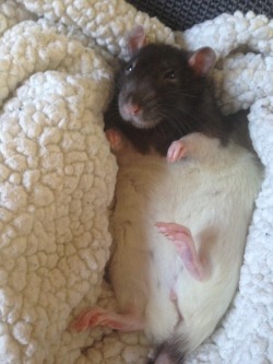 tinyrattoes: Snug as a rat in a rug