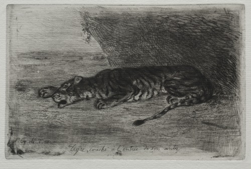 Tigre couché à l'entrée de son antre, Eugène Delacroix, Cleveland Museum of Art: PrintsMedium: etchi