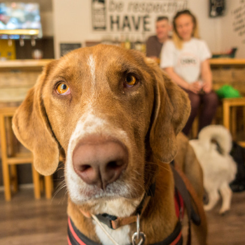 Coco, 2-year-old German Shorthaired Pointer mix, Black Dog Bar, Lado Asatiani St Craft beer, good ba