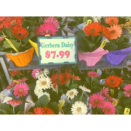 gerbera daisies