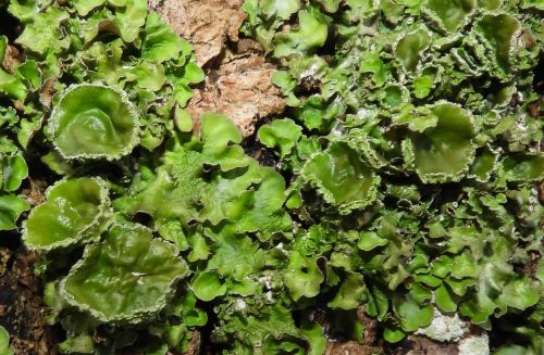 lichenaday:Pleurosticta acetabulumThis foliose lichen grows in round patched up to 15 cm in diameter