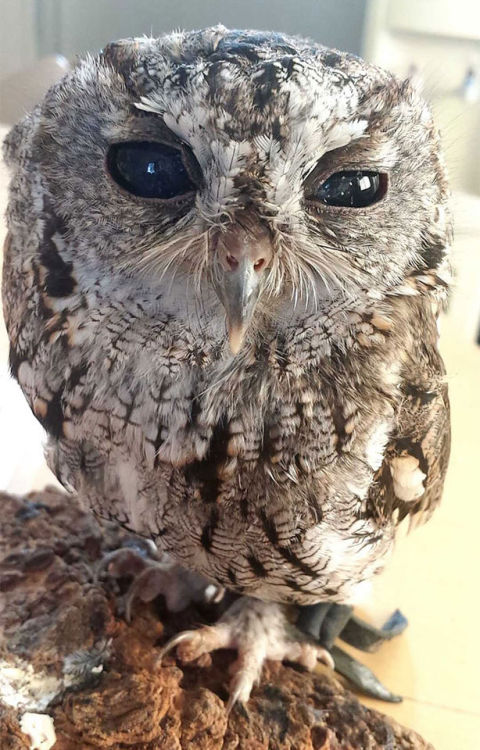 applesour:  Meet Zeus: The Rescued Blind Owl With Stars In His Eyes   Amazing