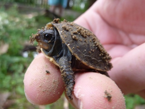 pardonmewhileipanic: the-nerdy-curvy-feminist: end0skeletal: This has been a baby turtle (and tortoi