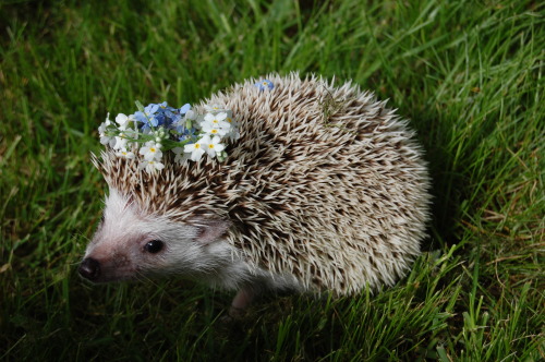 reinardfox: kiwi got a tiny flower crown Gardens in unexpected places? Oh, yeah!