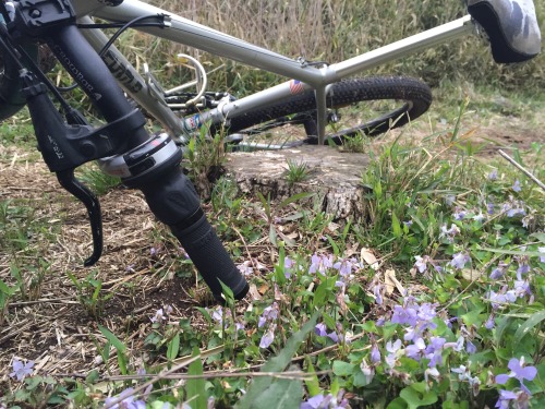 xizang325: 2015/4/11  午後になってやっと雨が上がったから近所をサイクリング。菫の花は雨に濡れてしっとり。