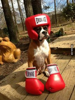 animal-factbook:  Here we see a boxer dog in his natural habitat, as a boxer. There are current rumors about making boxer dog boxing an Olympic sport.  