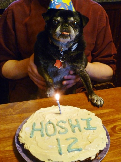 HAPPY BIRTHDAY, HOSHI! 