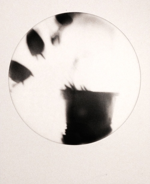 millions-of-colors:  [botanical] /// heather boyd abstract still life / sx70