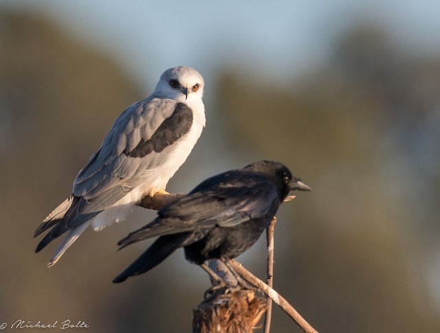 buggybird:todaysbird:  i really like when crows just insert themselves into a group