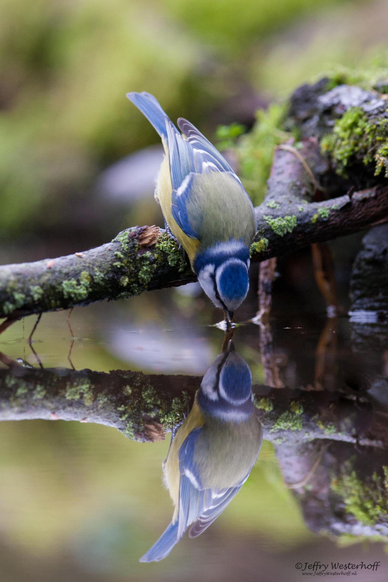 sapphire1707:  Blue tit in water reflection by jwhd 