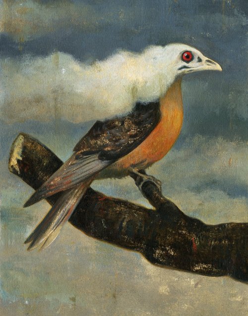 thriley - Passenger Pigeon, Gérard DuBois, 2014. 