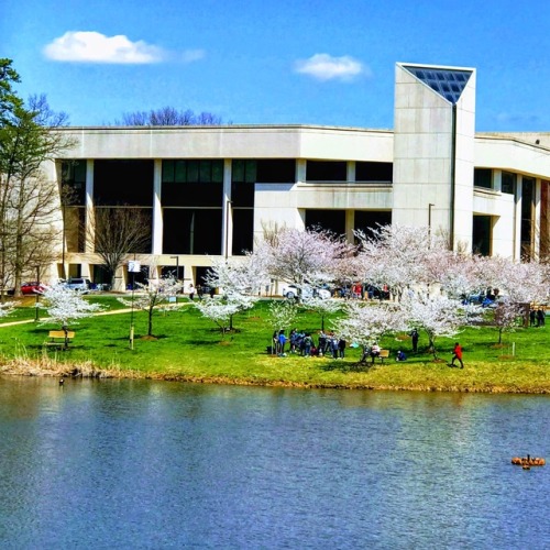 Spring Color at George Mason “University,” 2018.