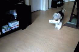 pawsitiv:  itseasytoremember:  insert-awesome-title-here:  finalellipsis:  good morning, here’s your newspaper. …and a little dance.  He’s so proud of himself.  “We just got a letter, we just got a letter, we just got a letter, i wonder who it’s