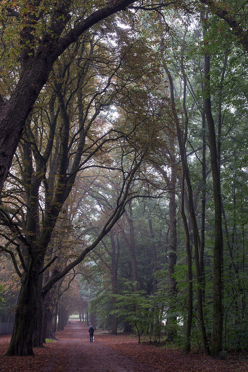 piavalesca:  the park on a foggy fall morning 