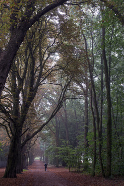 piavalesca:  the park on a foggy fall morning