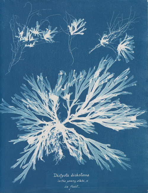 fliegender - Anna Atkins, Dictyota dichotoma, in the young state...