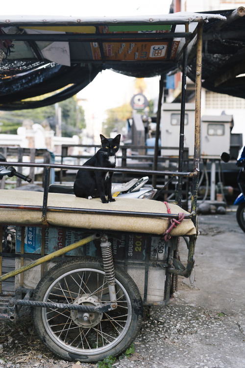 mammafairchild: louisetakesphotos:Cat chronicles of Chiang Mai, Thailand.  @softsteverogers