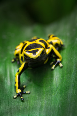 h4ilstorm:  Yellow-Banded Poison Dart Frog (by William T Hornaday) 
