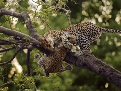 awkwardsituationist:  beverly and dereck joubert (of “the last lions&ldquo; fame) spent a year in botswana’s okavango delta following a mother leopard, who had already lost five previous cubs to hyenas and baboons, and her new cub, legadema. they