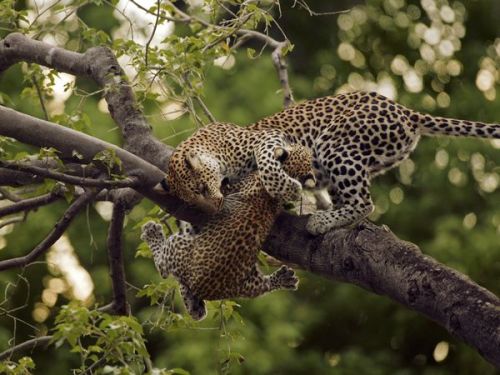 awkwardsituationist:  beverly and dereck joubert (of “the last lions“ fame) spent a year in botswana’s okavango delta following a mother leopard, who had already lost five previous cubs to hyenas and baboons, and her new cub, legadema. they