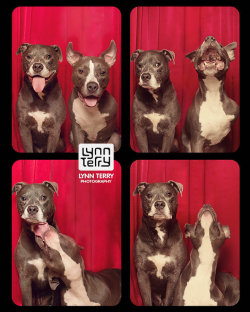 awwww-cute:  Photo booth for dogs (Source: