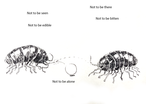 Interviewed about this article and twitter post Pillbug: Not to be thereRoly Poly: Not to be seenPil