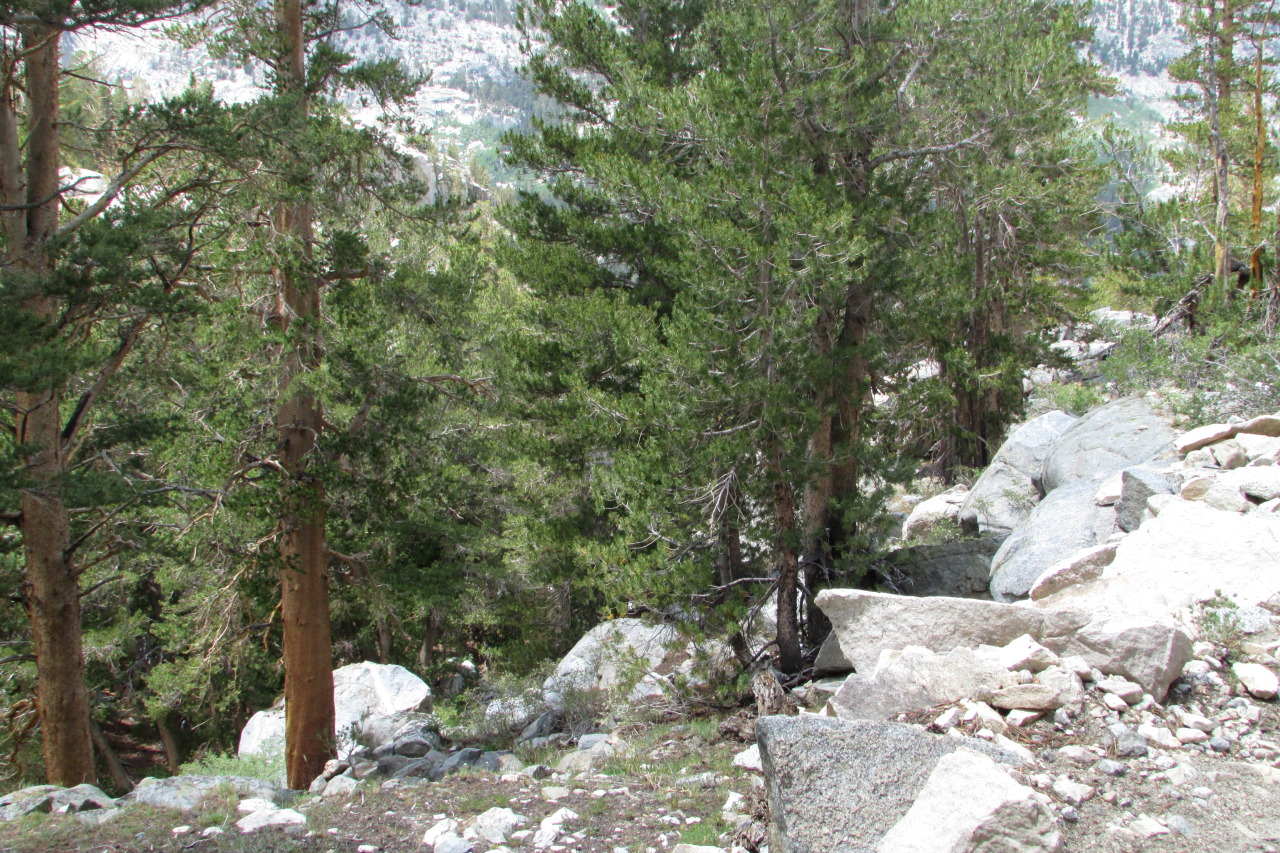 letsbeforestfriends:  Backpacking in the Eastern Sierra Nevada Mountains, California.