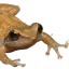 commandermeeps