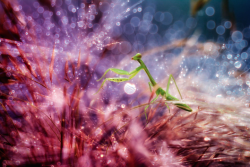 mymodernmet:  Indonesian photographer Nordin Seruyan captures exquisite macro photos that reveal the miniature world of insects.