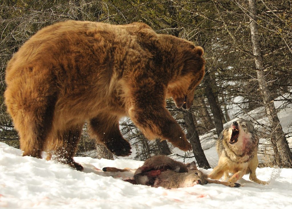 bestiasy2:  Wolf challenges feeding bear. Phg. user Ami 211 on flickr. 