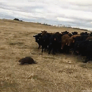 tastefullyoffensive: Canadian cows follow their new beaver overlord. [full video]