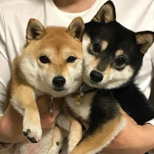 Porn photo Omfg Shiba!!! Vivi!!!!