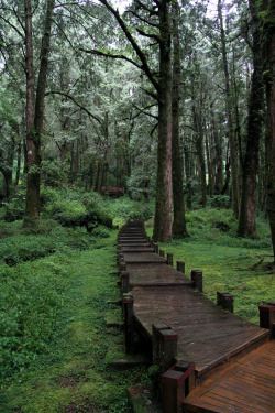 miizukizu:  Alishan, Taiwan By : Eric T