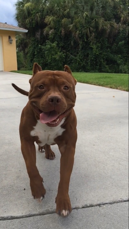 awwww-cute:  Some say he’s scary but he’s my baby (Source: http://ift.tt/1HDNKw4)
