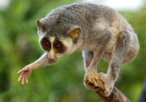 Grey slender loris.  (Loris lydekkerianus) The grey slender loris is a pretty odd looking primate, w