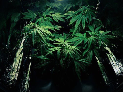 smokin-smoking-weed:  We’re now on Instagram ! Follow us @alwaysmoreweedhttps://instagram.com/alwaysmoreweed/