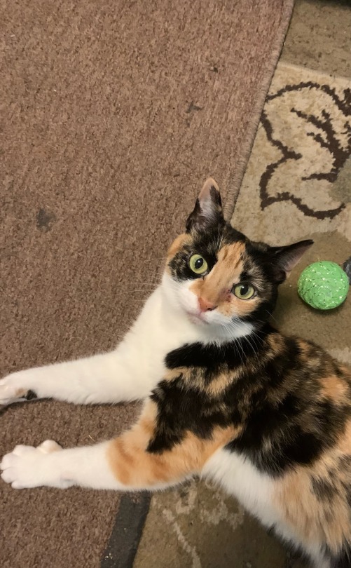 I Like The Fact That The Ball Kind Of Matches Buttercups Eyes In This Pic.