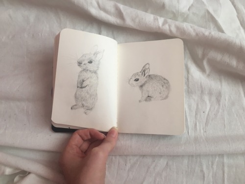 xeptum: Bunnies