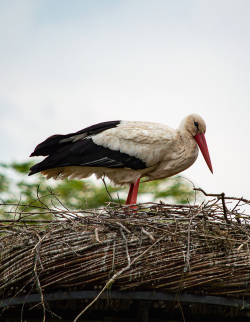 Soon to be stork parent :D