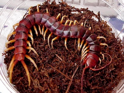 cool-critters:  Amazonian giant centipede (Scolopendra gigantea)The Amazonian giant centipede is one of the largest representatives of the genus Scolopendra with a length up to 30 cm. It can be found in various places of South America and the Caribbean,