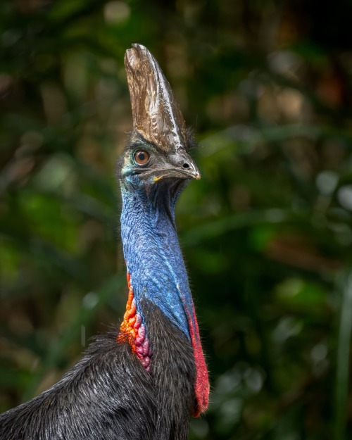 Cassowary Appreciation Post