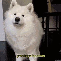 tastefullyoffensive:Words of encouragement from Coconut. [full video]