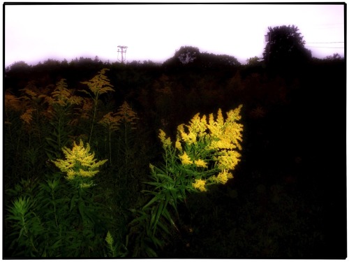 everythingwecomeacross, Goldenrod at twilight. Chebeague Island, Maine, 2016