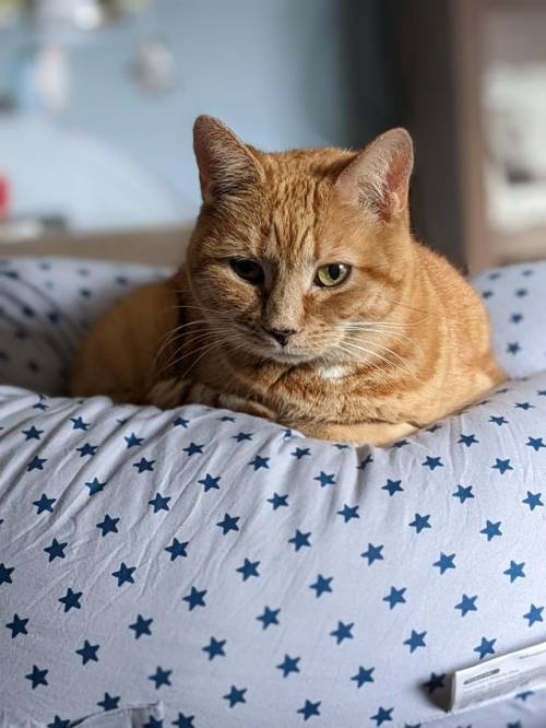 Im Putting My Buddy To Sleep On Wednesday - My Birthday