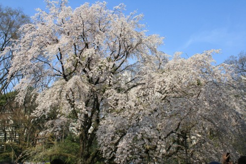 【５１８】枝垂れる 桜が咲きぬ 六義園 青天空に 白が映えぬる