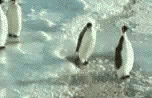 rainbowfacekat:  thatothernguyen:  are penguins even real omfg  penguins are just magnificent creatures 